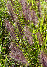 Pennisetum alopecuroides 'Redhead'